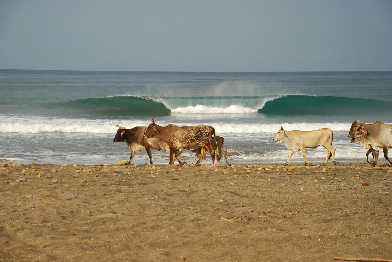 Surf Sanctuary Hotel El Limón Kültér fotó